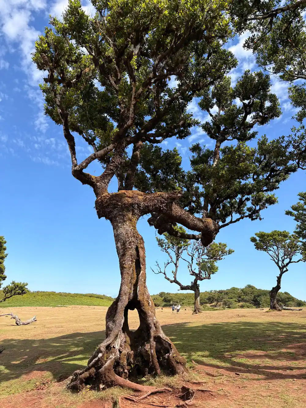 Ancient gnarled tree with thick trunk in savanna landscape