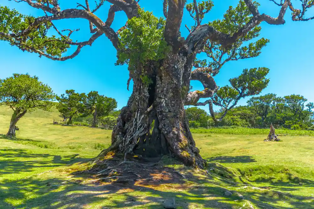 Ancient gnarled tree trunk with sprawling branches