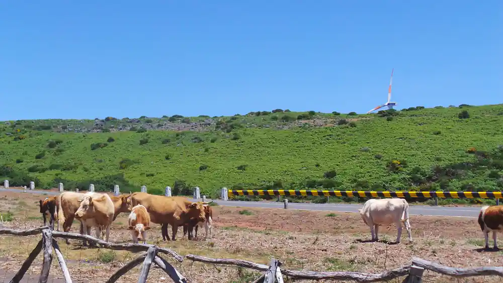 Cattle grazing on green hillside with church