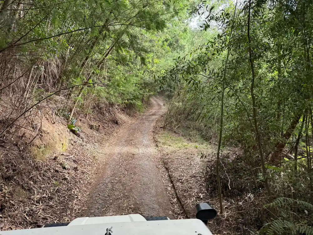 Dirt mountain track through dense green forest canopy