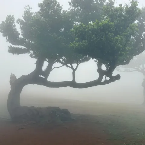 A laurel tree in the mist of the Fanal forest