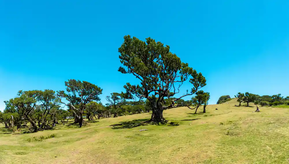 Green hillside with large spreading tree and blue sky