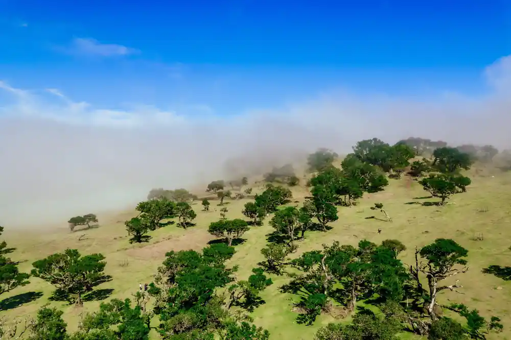 Green mountainous landscape with scattered trees and low cloud