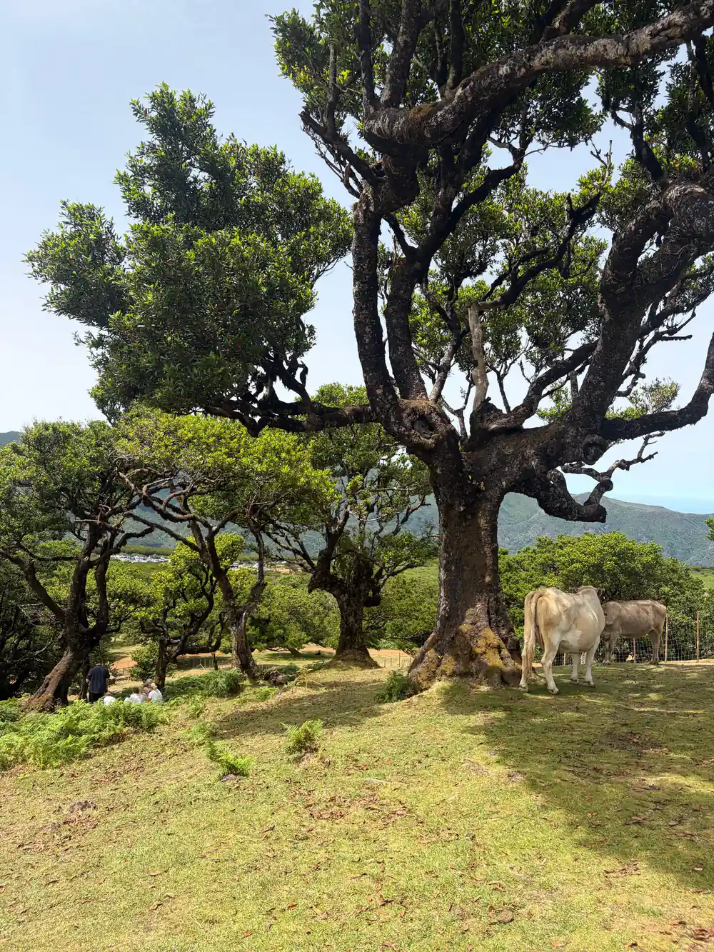 Large gnarled tree with horses grazing in pastoral valley