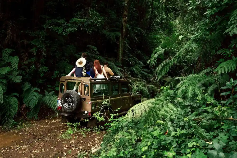 Open-top vehicle driving through lush green jungle forest
