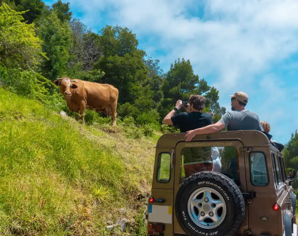 People on vehicle roof viewing cow in valley