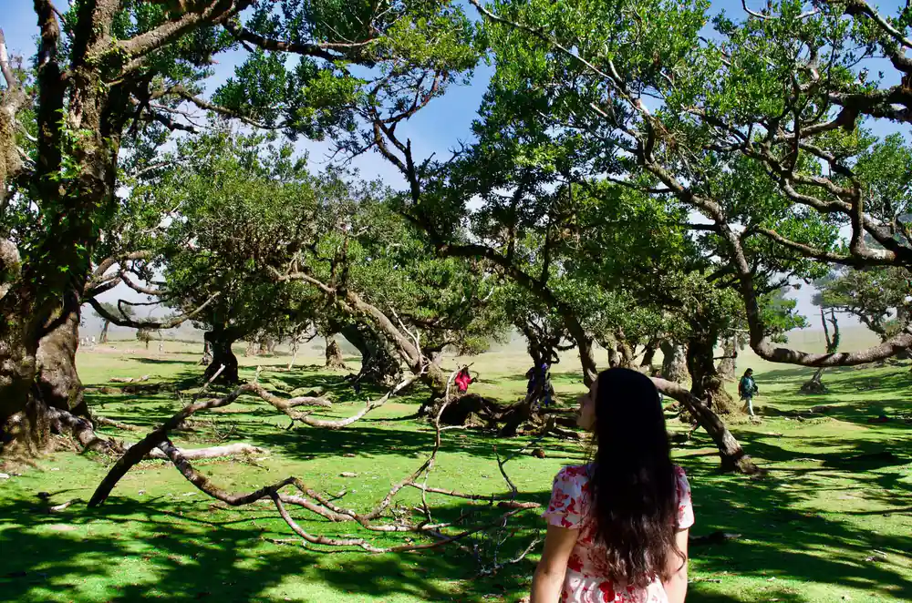 Person standing among gnarled old trees in grassy landscape