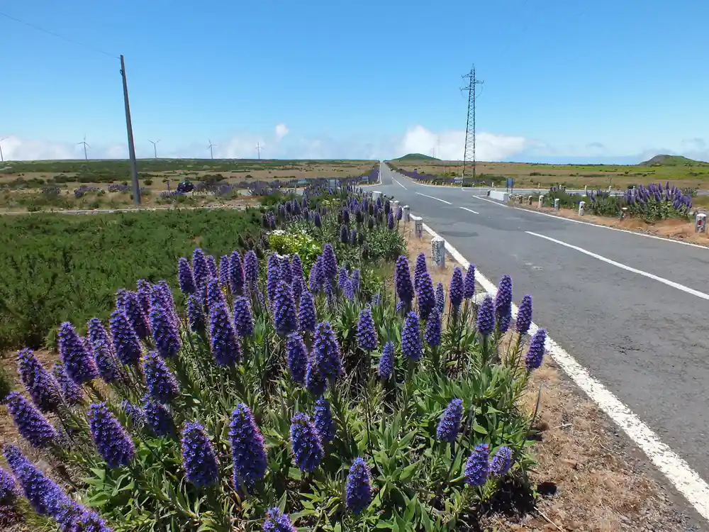 Purple flowers lining straight rural road