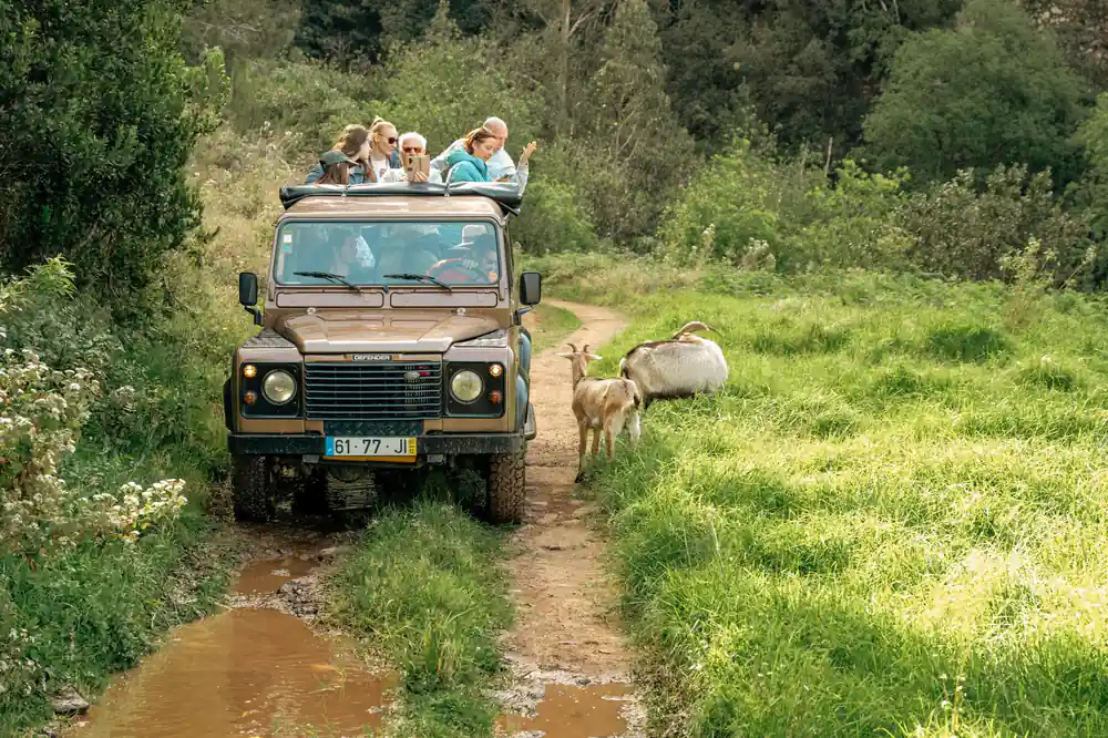 Safari vehicle on muddy track with antelope alongside